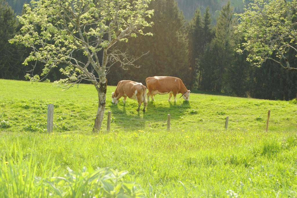 Siedlerhof Hopfgarten im Brixental Exterior foto